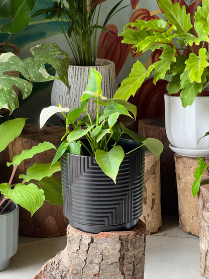 Anturio + Macetero Cerámica