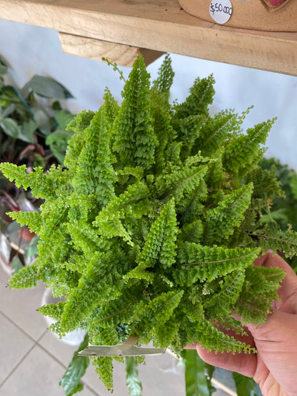 Helecho Nephrolepis Exaltata