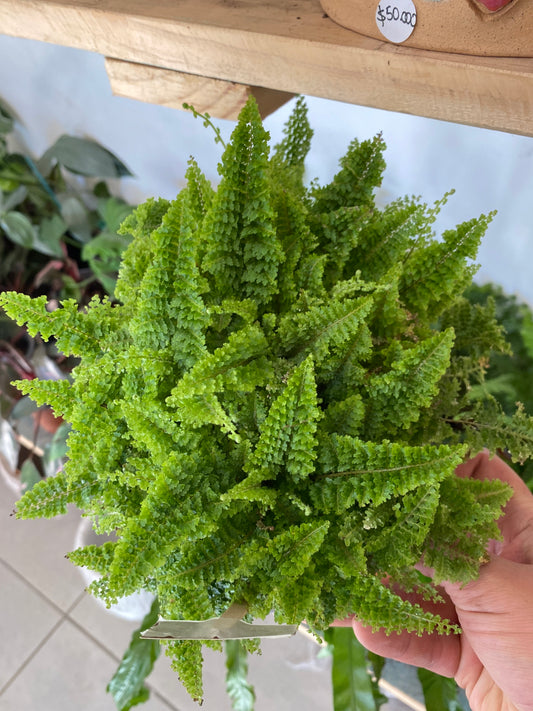 Helecho Nephrolepis Exaltata