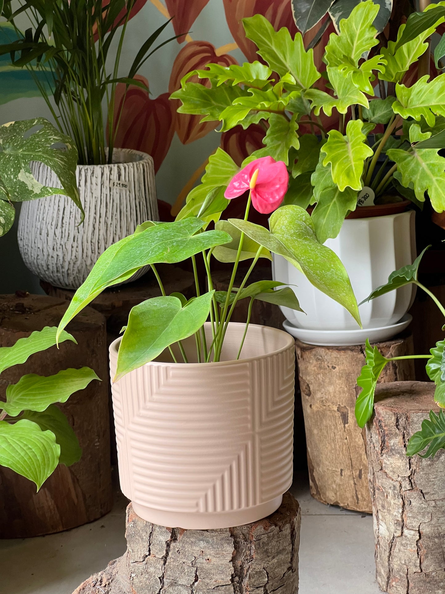 Anturio + Macetero Cerámica