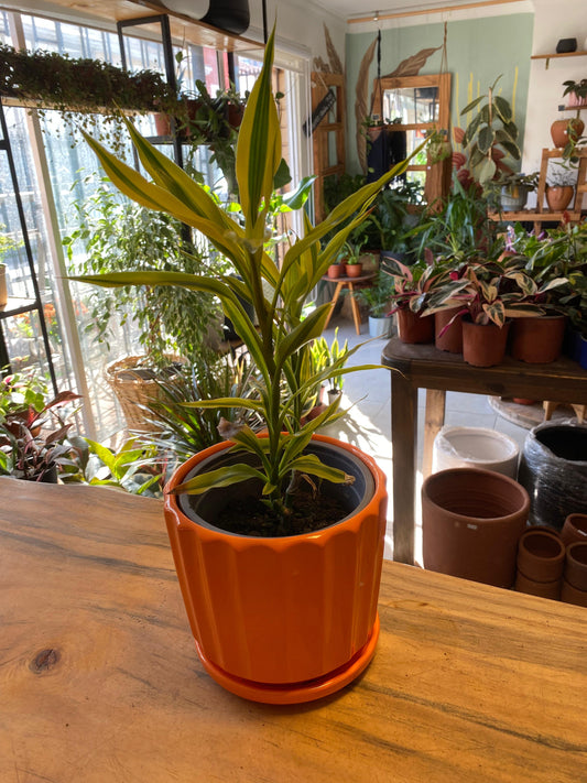 Dracena Sanderiana Gold