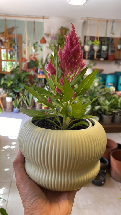 Celosías