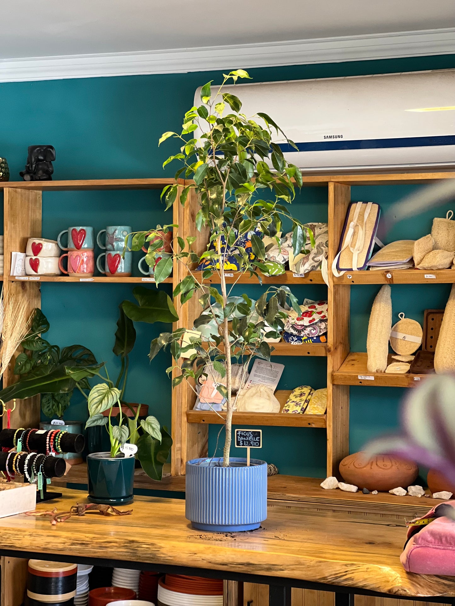 Ficus Danielle