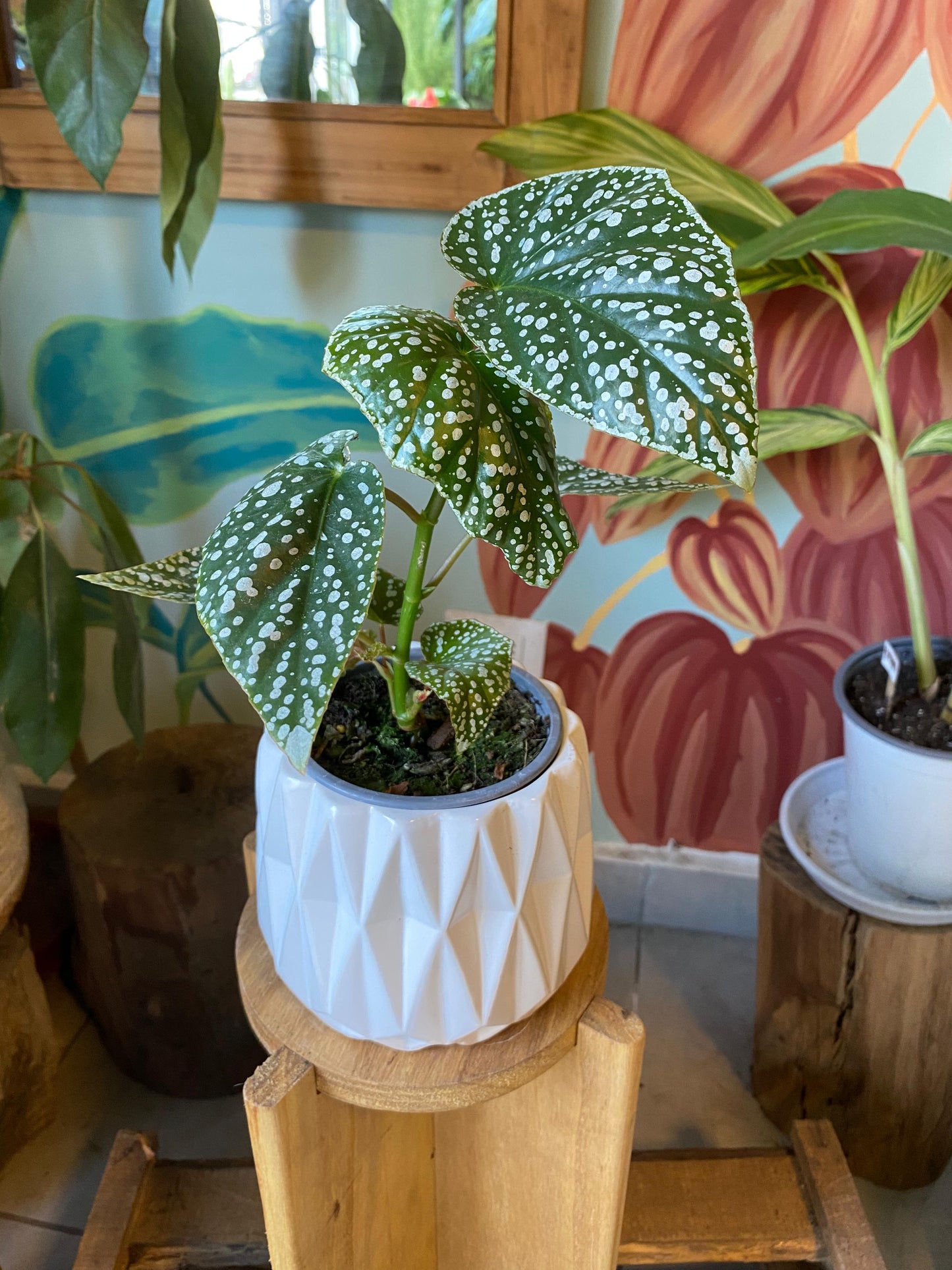 Begonia Snow Capped S