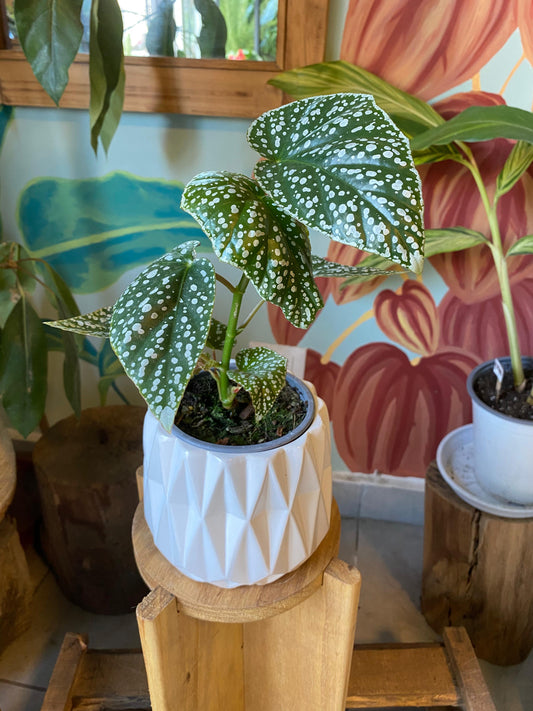 Begonia Snow Capped S