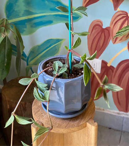 Peperomia Puteolata S