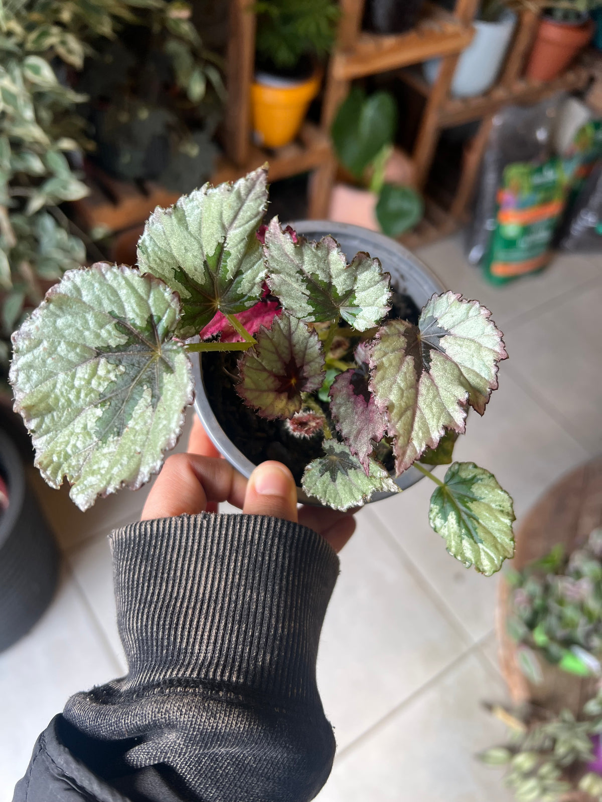 Begonia Rex - Mix