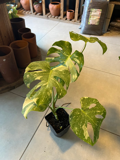 Monstera Variegada Thai Constellation