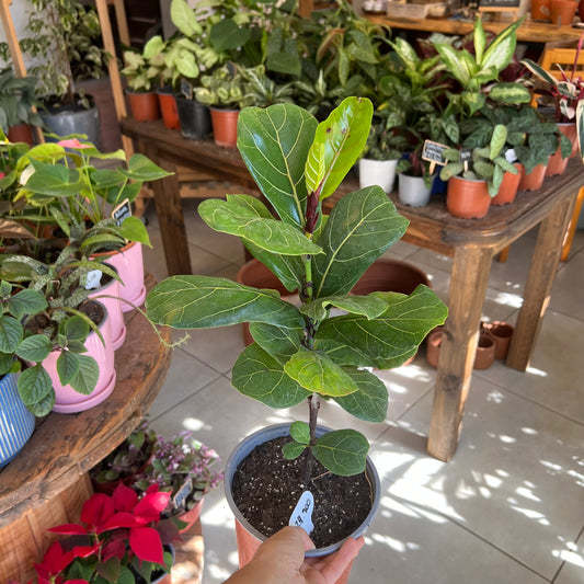 Ficus Lyrata