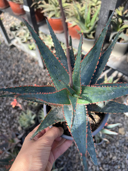 Aloe Fragilis