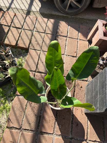 Filodendro Longifolio