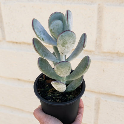 Cotyledon Orbiculata