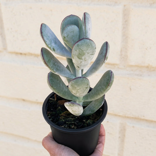 Cotyledon Orbiculata
