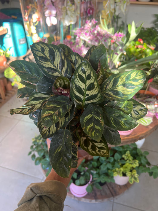 Calathea Makoyana