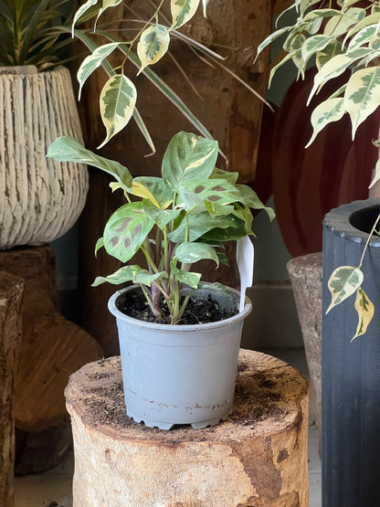Maranta Kerchoveana Variegada S