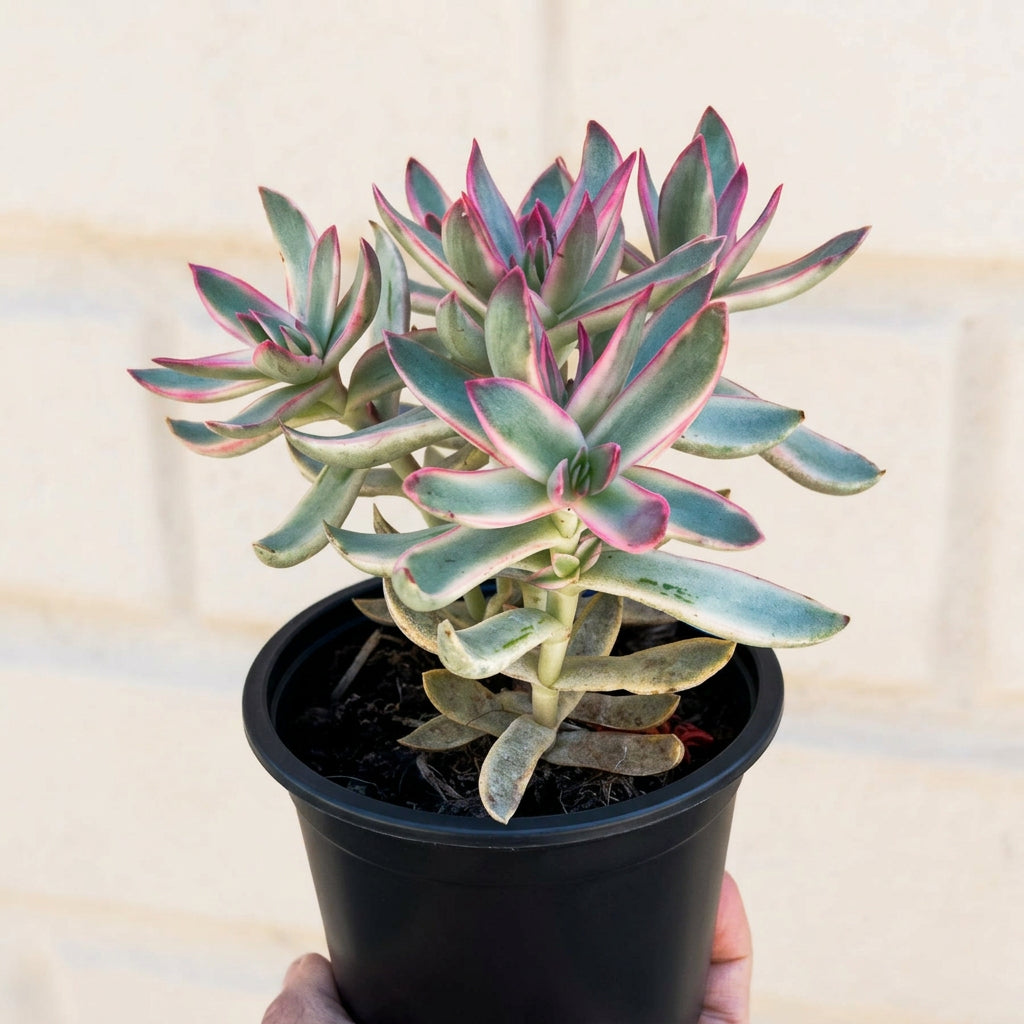 Crassula Rubricaulis (Candy Cane)
