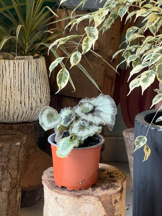 Begonia Rex - Caracol