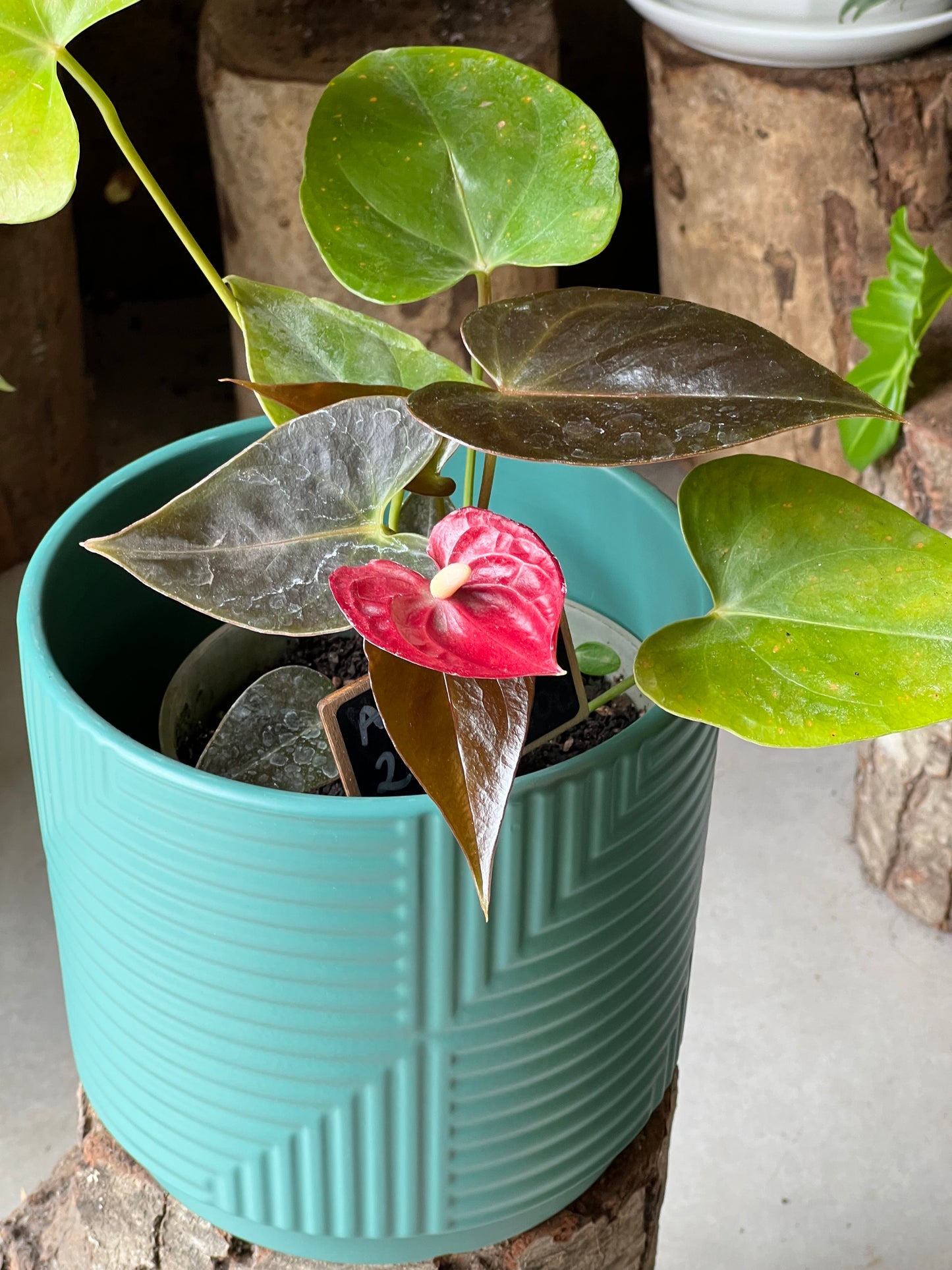 Anturio + Macetero Cerámica