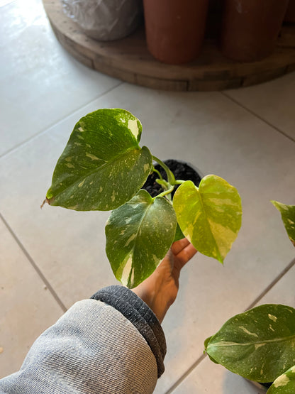 Monstera Variegada Thai Constellation