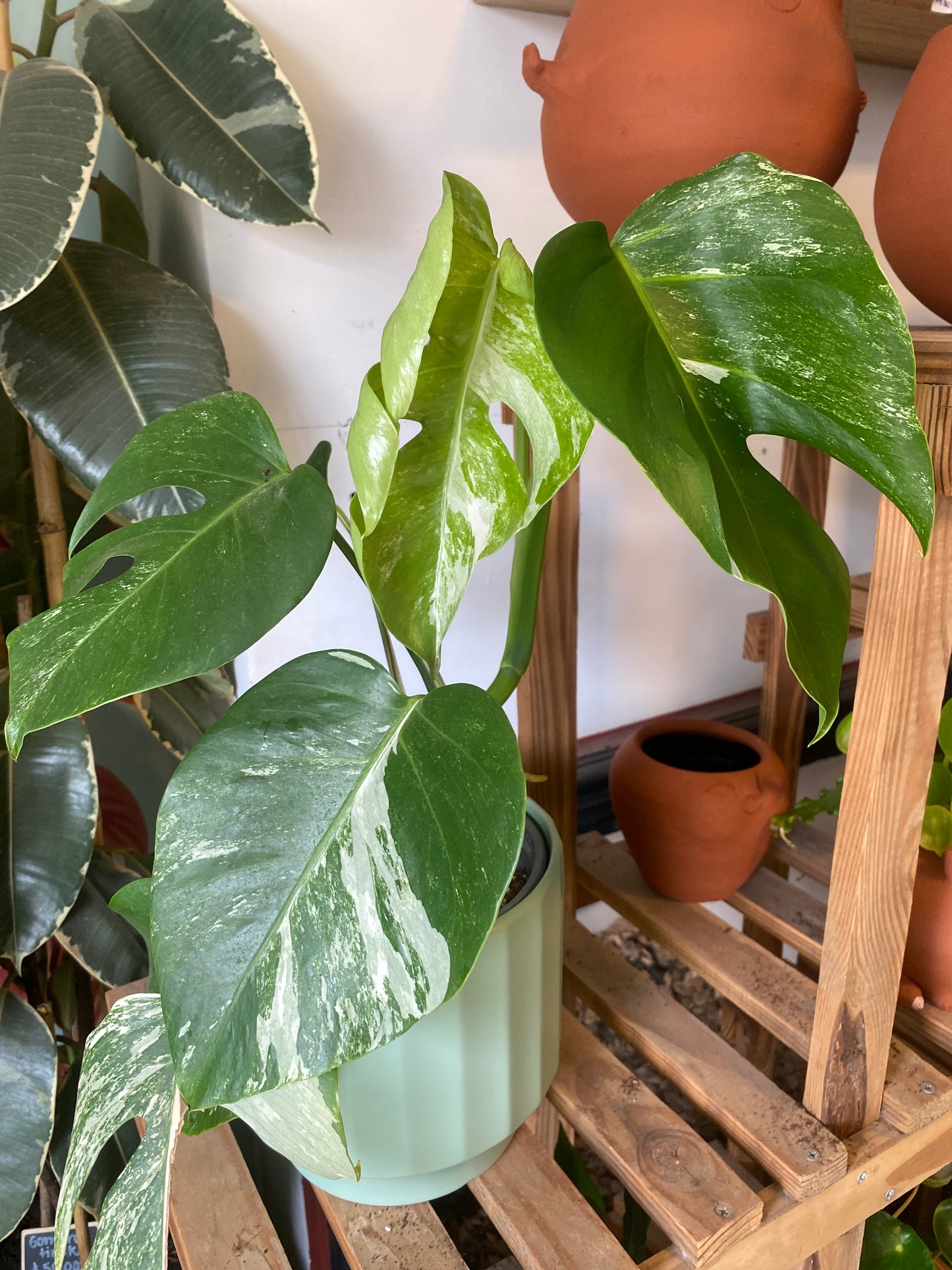 Monstera Variegada Thai Constellation
