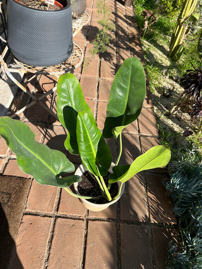 Filodendro Longifolio