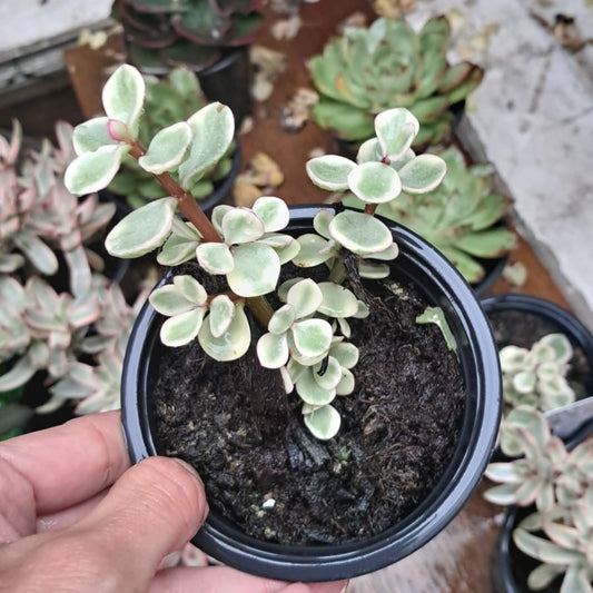 Arbol De Jade Variegado