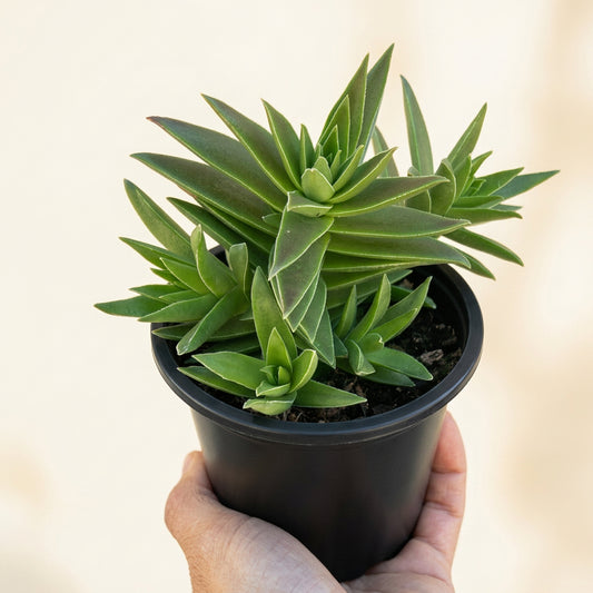Crassula Capitella (Crassula de Fuego o Red Pagoda)