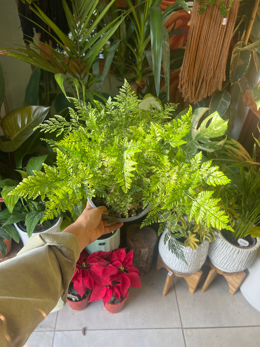 Helecho Pata de Conejo