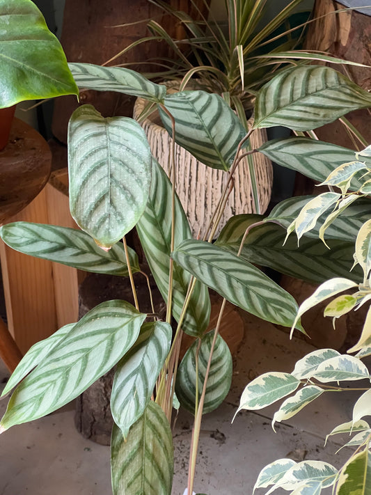Calathea Ctenanthe Setosa