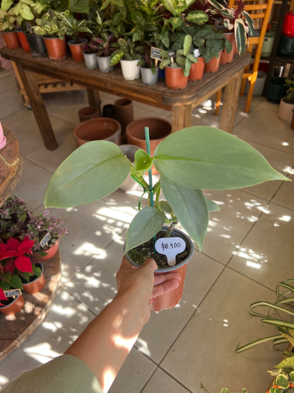 Filodendro Silver Sword