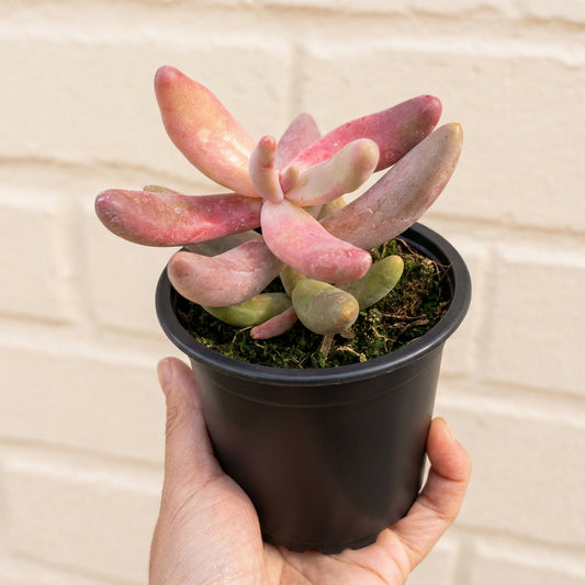 Pachysedum Ganzhou