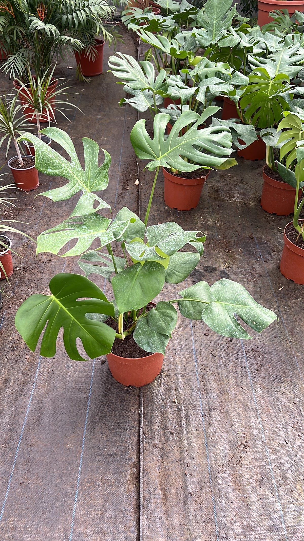 Monstera Deliciosa