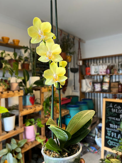 Orquidea Phalaenopsis