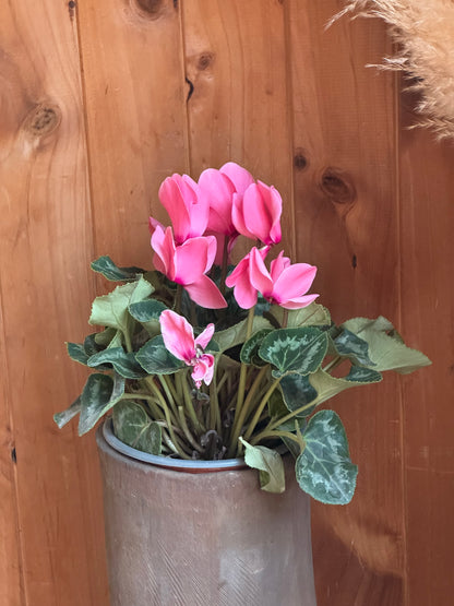 Cyclamen (Violeta Persa)