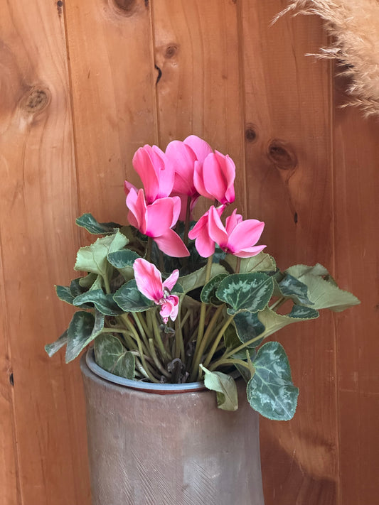Cyclamen (Violeta Persa)