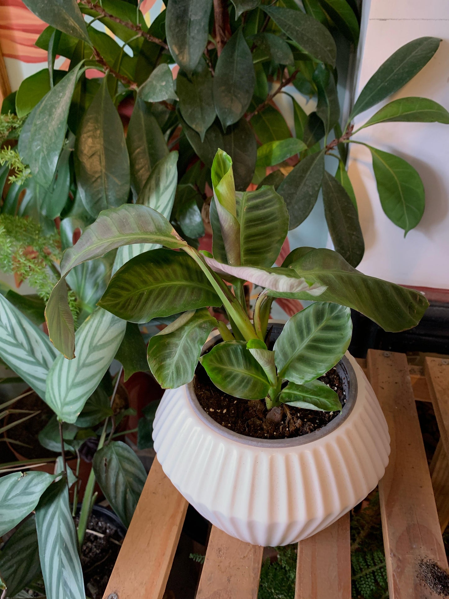 Maranta Zebrina S