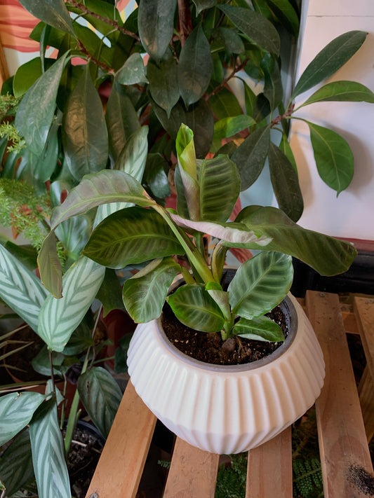 Maranta Zebrina S