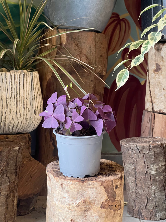Oxalis o trébol morado