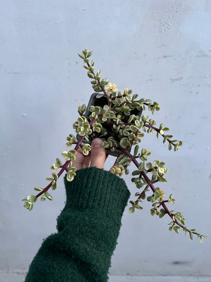 Arbol De Jade Variegado