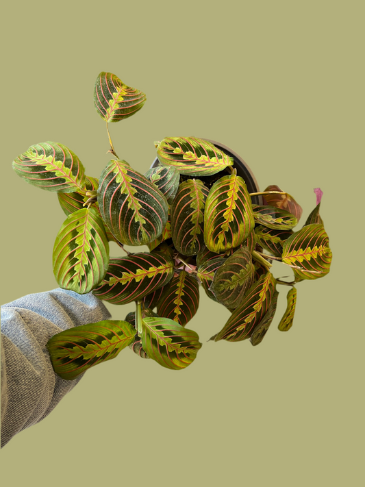 Maranta Leuconeura