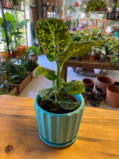 Dieffenbachia