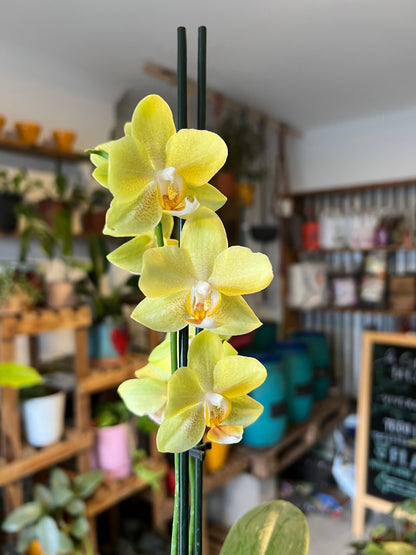 Orquidea Phalaenopsis