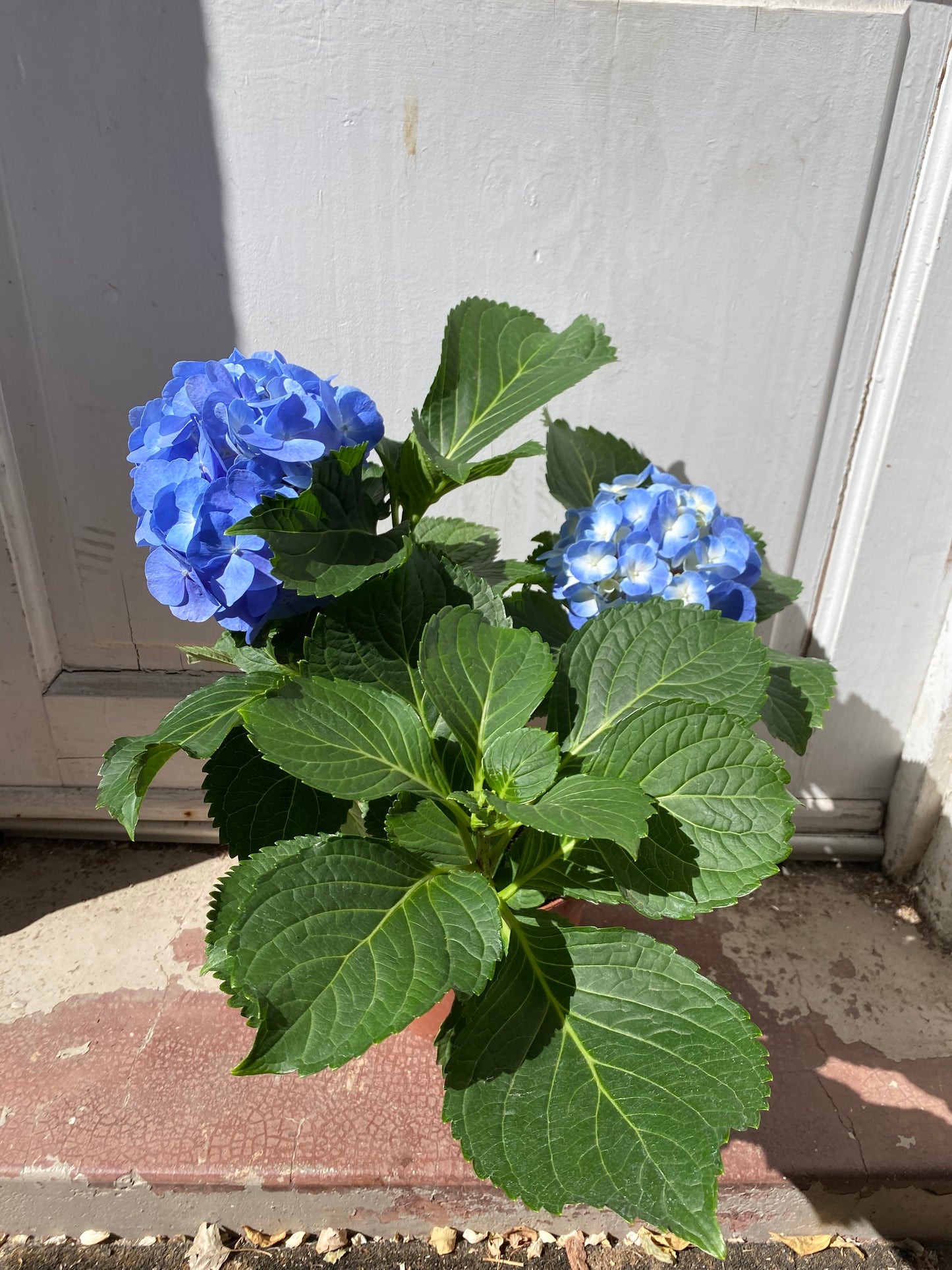 Hortensias