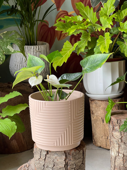 Anturio + Macetero Cerámica