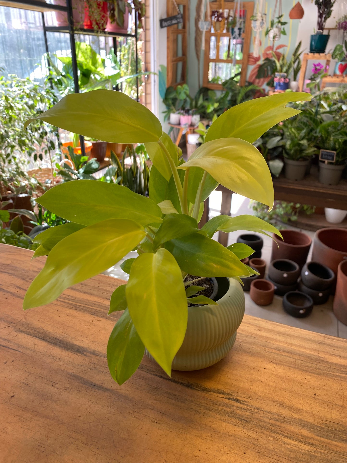 Filodendro Malay Gold