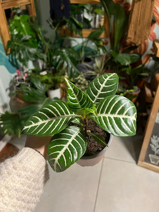 Aphelandra