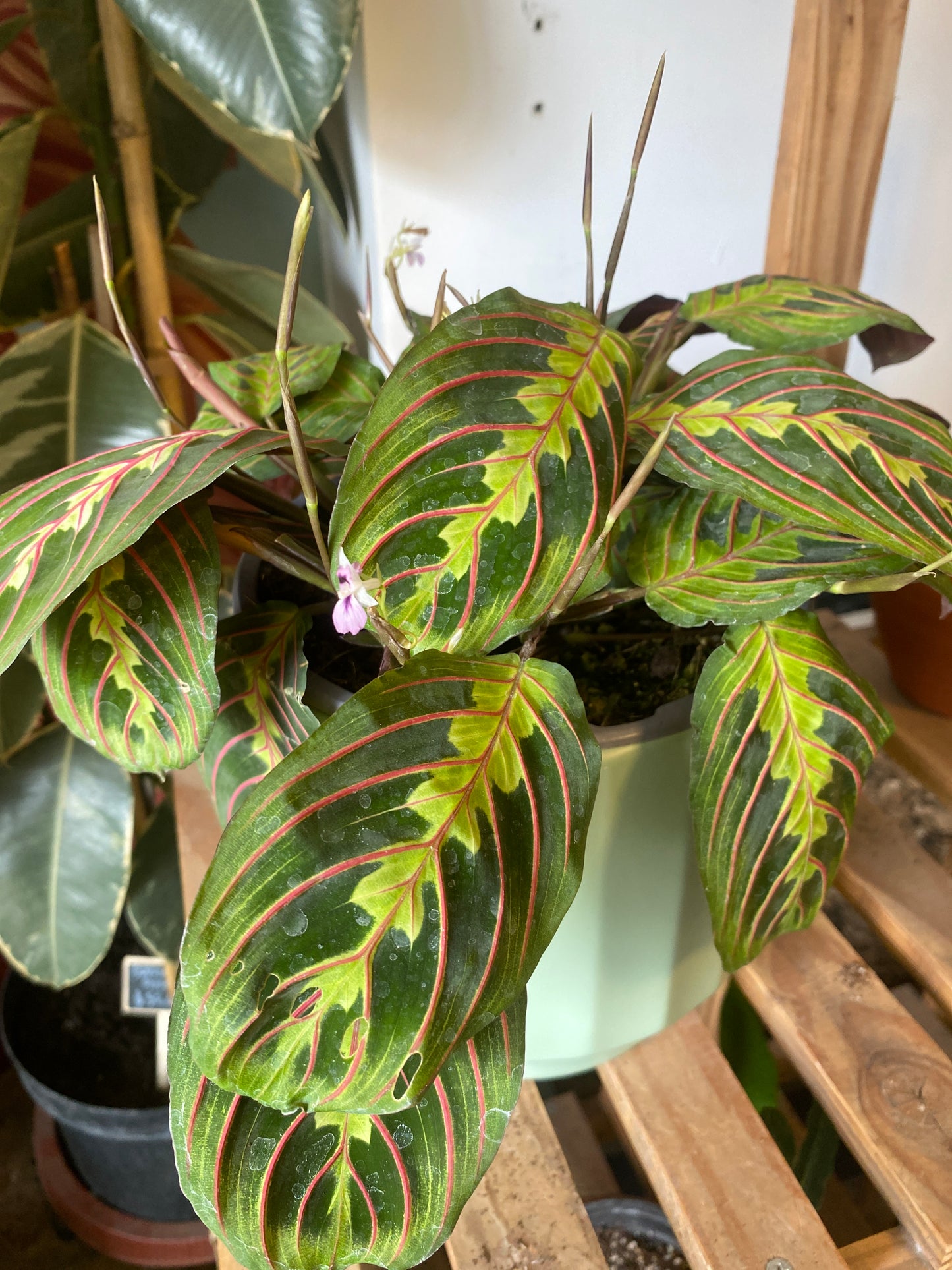 Maranta Leuconeura