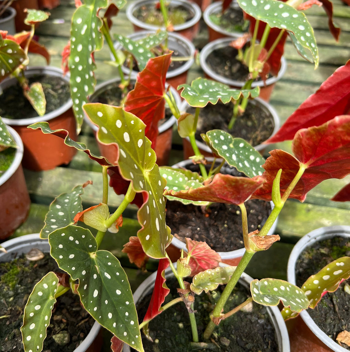 Begonia Maculata