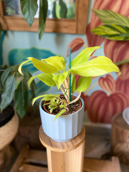 Filodendro Malay Gold M