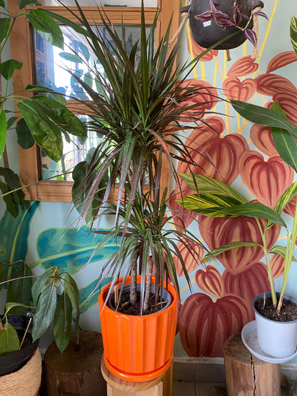 Dracena Colorama XL (Duo)